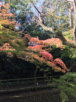 京都白門会