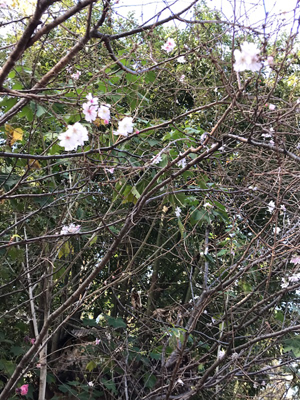 京都白門会